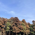 花粉対策｜温度差のない家づくりは大共ホームの画像