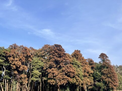 花粉対策｜温度差のない家づくりは大共ホームの画像