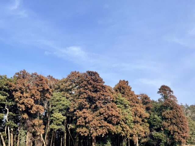 花粉対策｜温度差のない家づくりは大共ホームの画像