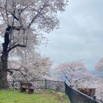 紫波町のお花見スポット｜Ua値0.15の高断熱高気密注文住宅大共ホームの画像