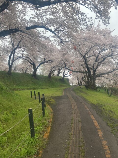 桜並木が綺麗な城跡公園|盛岡市で平屋をお考えの方は高断熱高気密注文住宅の大共ホームの画像