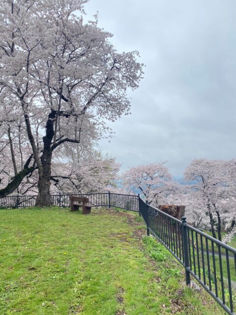 桜が満開!お花見ピクニック|岩手県で自然素材にこだわった注文住宅を建てるなら大共ホームの画像