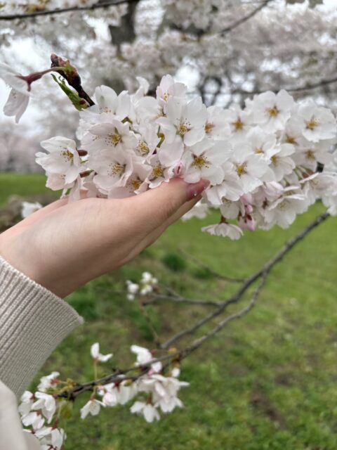 春を感じる休日ブログ|盛岡市で高断熱新築一戸建てを考えるなら大共ホームの画像