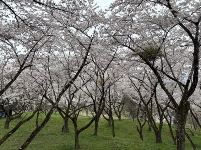桜満開!城山公園|岩手県で二世帯住宅をお考えなら注文住宅の大共ホームの画像