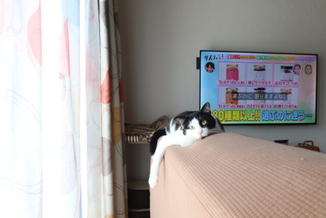 猫と暮らす家|盛岡市で平屋をお考えの方は高断熱高気密注文住宅の大共ホームの画像