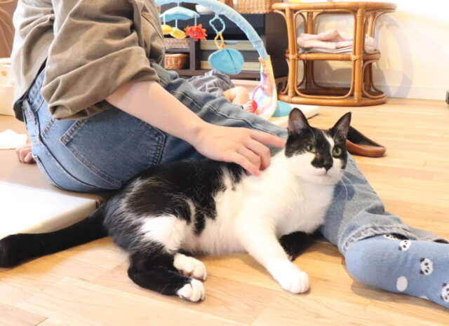 猫ちゃん 床暖|岩手県で建てるなら大共ホームの画像