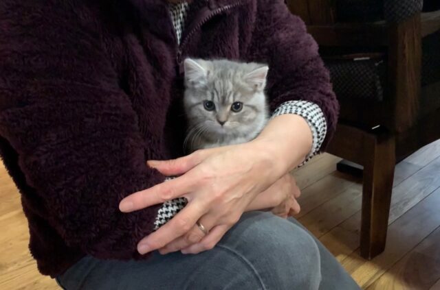 猫と暮らす家 ねこ｜岩手注文住宅なら大共ホームの画像