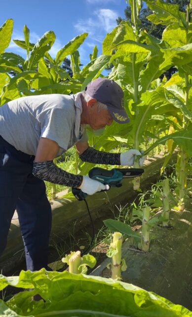 たばこ幹狩り①｜岩手県で建てるなら大共ホームの画像