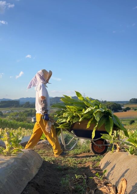 たばこ幹狩り④｜岩手県で建てるなら大共ホームの画像