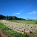 たばこ幹狩り⑦畑｜岩手県で建てるなら大共ホームの画像