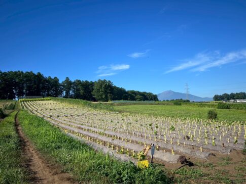 たばこ幹狩り⑦畑｜岩手県で建てるなら大共ホームの画像