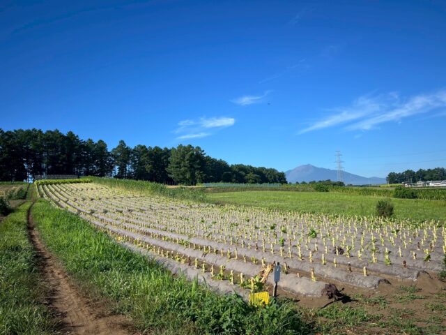 たばこ幹狩り⑦畑｜岩手県で建てるなら大共ホームの画像