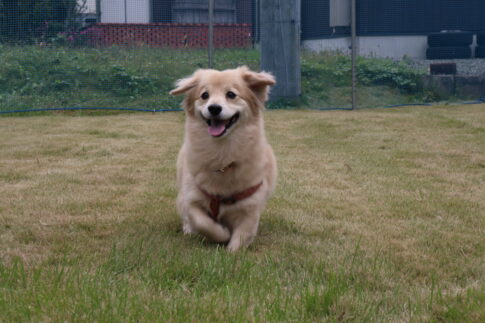 犬と暮らす|岩手県で高断熱新築一戸建てを考えるなら大共ホームの画像