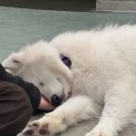 仙台旅行｜盛岡市で高断熱高気密注文住宅を考えるなら大共ホームの画像