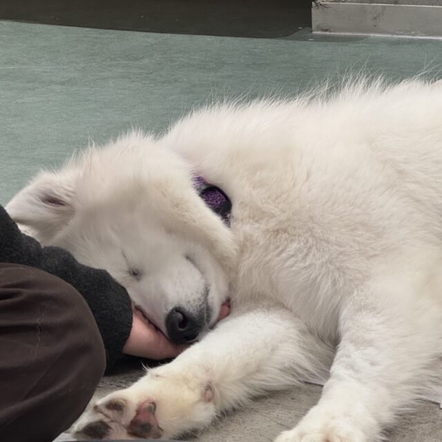 仙台旅行｜盛岡市で高断熱高気密注文住宅を考えるなら大共ホームの画像