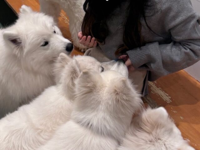 sites/9/2026/01/d2f3b6862c8484ebc5fa8c33c7fbbd52-e1768182122515.jpgの画像