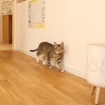 猫と暮らす家|盛岡市で高断熱新築一戸建てを考えるなら大共ホームの画像