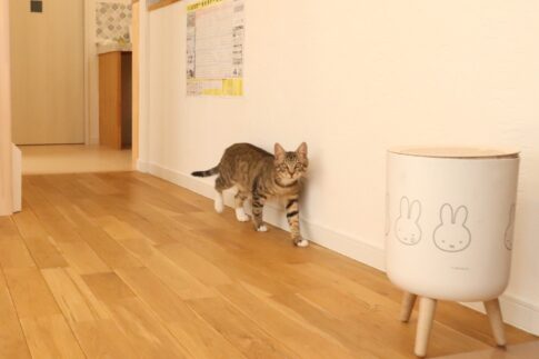 猫と暮らす家｜盛岡市で高断熱新築一戸建てを考えるなら大共ホームの画像