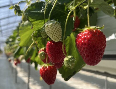 19号いちごがり｜盛岡市で自然素材にこだわった注文住宅を建てるなら大共ホームの画像