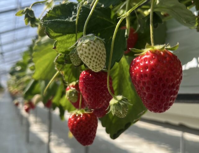 19号いちごがり｜盛岡市で自然素材にこだわった注文住宅を建てるなら大共ホームの画像