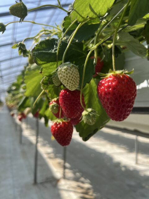 19号いちごがり｜盛岡市で自然素材にこだわった注文住宅を建てるなら大共ホームの画像