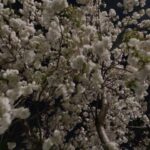 桜｜岩手県で高断熱高気密注文住宅を考えるなら大共ホームの画像