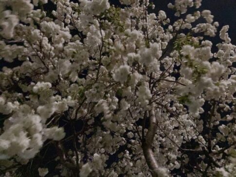 桜｜岩手県で高断熱高気密注文住宅を考えるなら大共ホームの画像