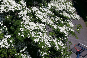 sites/2/2016/06/05e9289a-s-300x200.jpgの画像