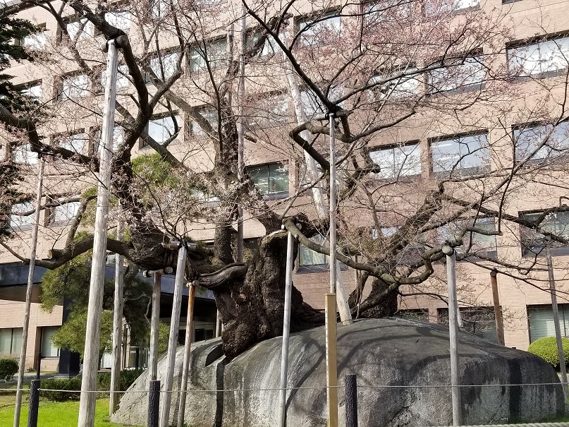 sites/2/2018/04/4-184.jpgの画像