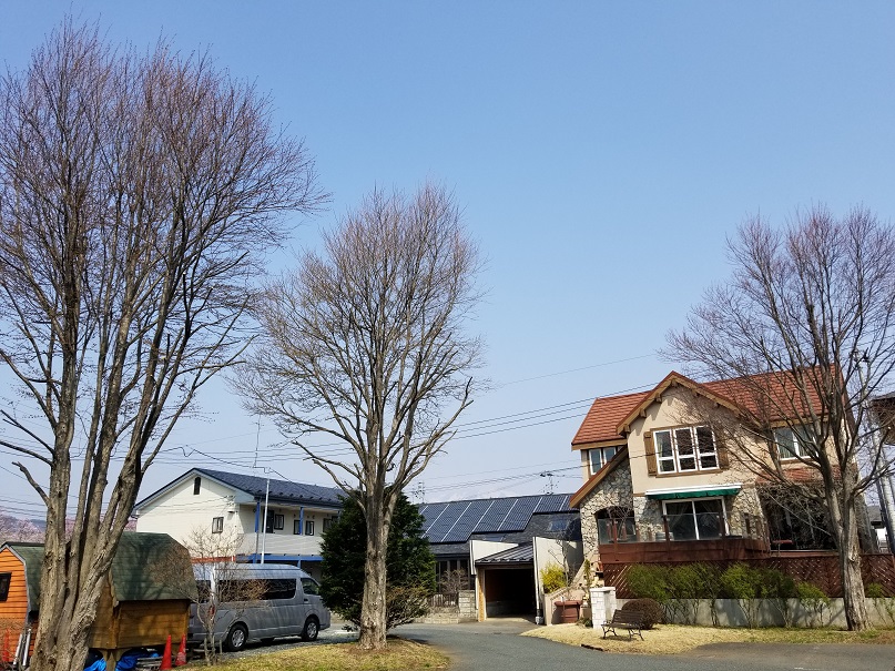 枝打ちの画像