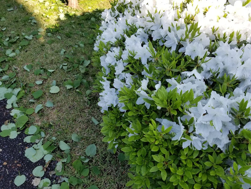 荒れた岩手?の画像