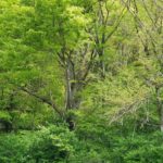 岩手県 北上山地１の画像