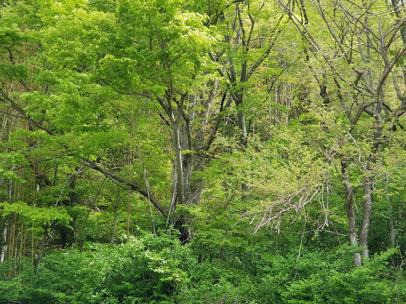 岩手県 北上山地１の画像