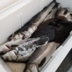 釣果(1)の画像