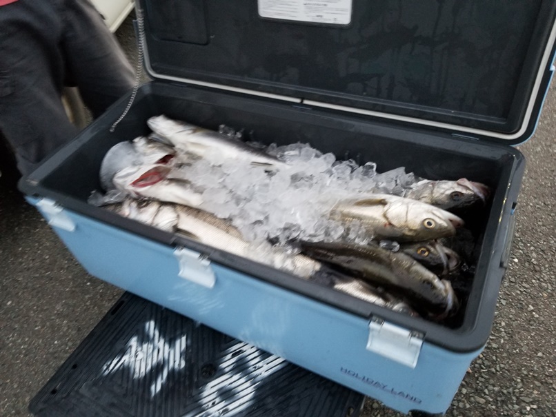 釣果(2)の画像