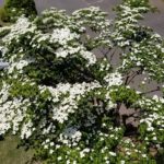 ヤマボウシの花(1)の画像
