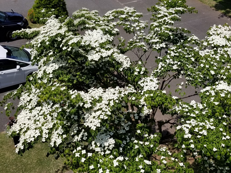 ヤマボウシの花(1)の画像