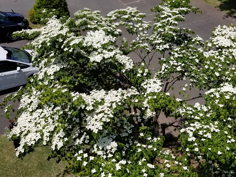 ヤマボウシの花(1)