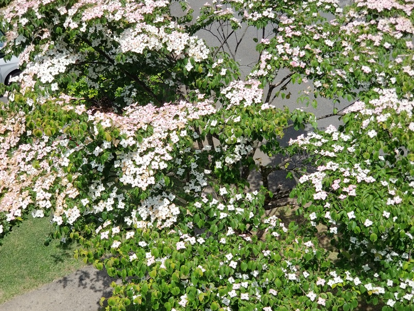 ヤマボウシの色づき(2)の画像