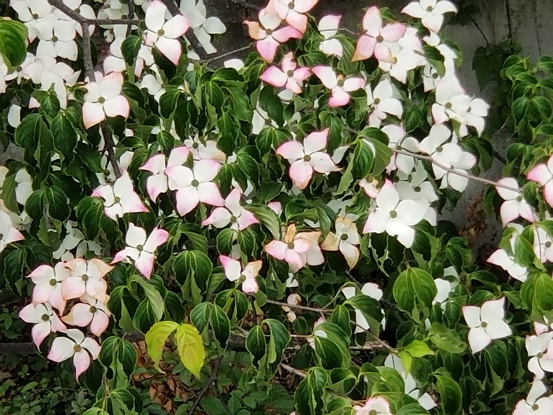 ヤマボウシの花の画像