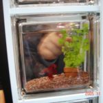 ガラスブロックに金魚の画像