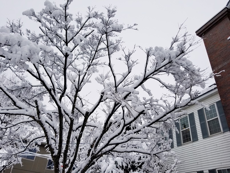 岩手の雪 (3)の画像