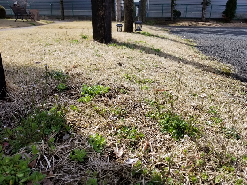 芝の中の雑草の画像