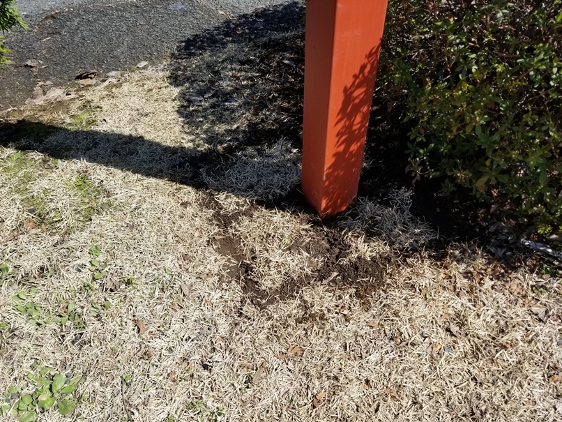 芝の修復後の画像