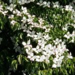 色づき始めたヤマボウシの画像