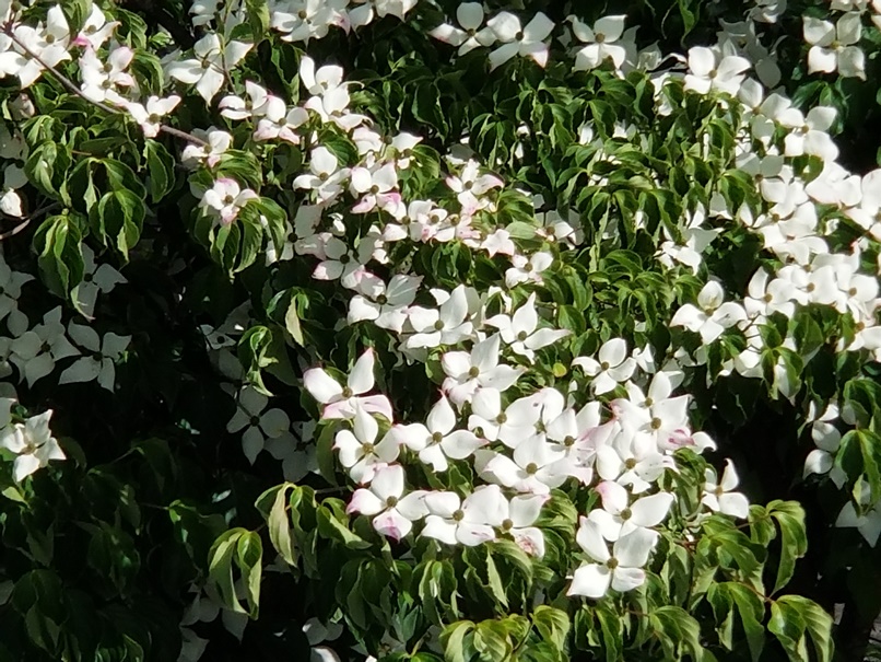 色づき始めたヤマボウシの画像