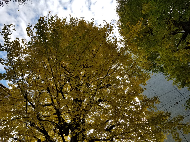 sites/2/2019/12/12-8-1.jpgの画像