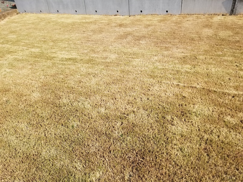 住宅に芝の画像