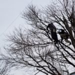 sites/2/2020/04/cc95189c952f3542734d3071bd70a770-150x150.jpgの画像