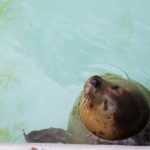 sites/2/2020/10/518fa21f49175d8f9c50c1d341155d00-150x150.jpgの画像